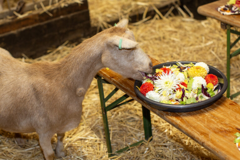 Kinderdierendag